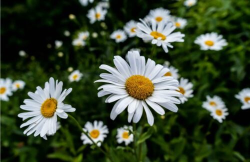 valeurs - SFS - Société Française de Sophrologie