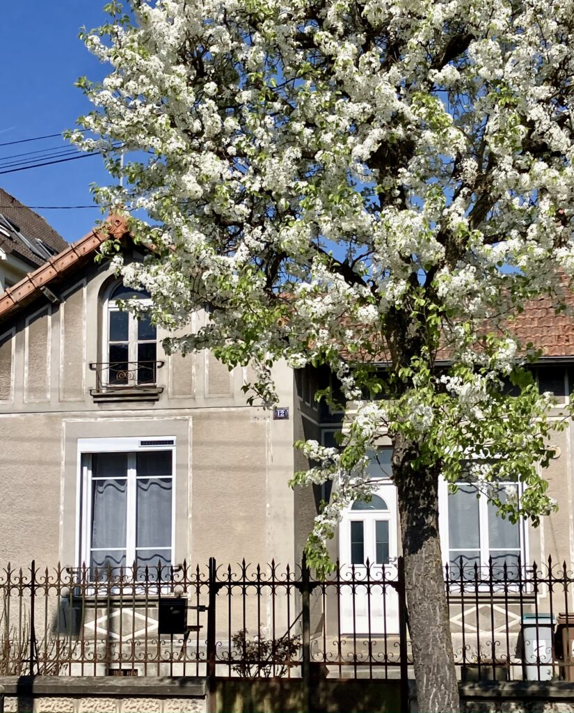 Petite-Savivienne