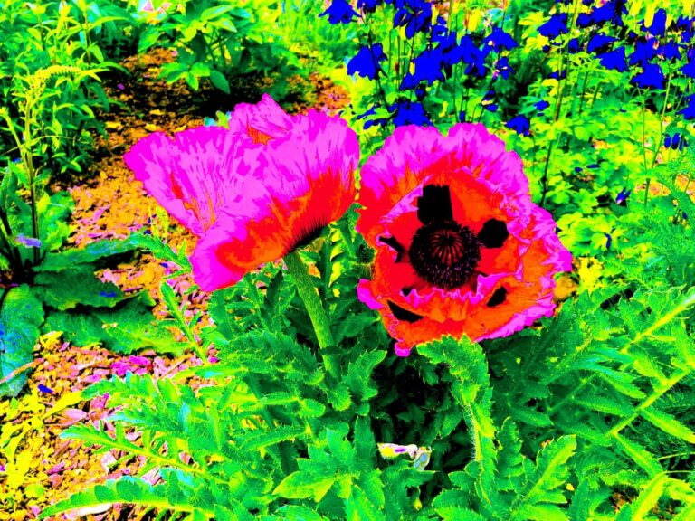 SFS - Société Française de Sophrologie